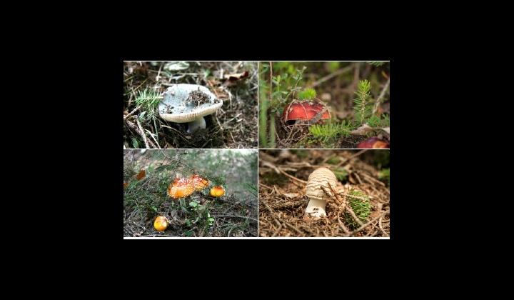 Conoscere e riconoscere i funghi