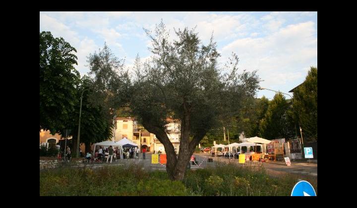 L'ulivo fa da guardia alle attività.